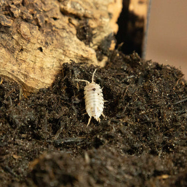 dairy cow isopod